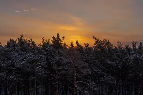 Sunset in the winter cold coniferous forest Stock Photos