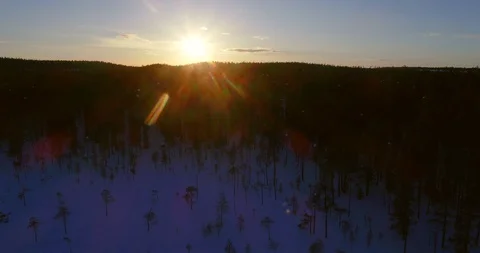 Sunset winter forest, C4K aerial drone view over snowy trees, revealing Hossa Stock Footage 95783344