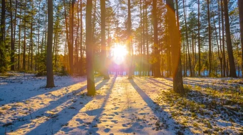 Sunset in winter forest, crane  time-lapse Stock Footage