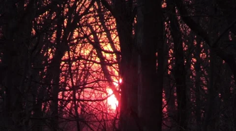 Sunset in the winter forest Video stock 61217152