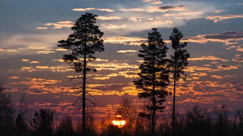Sunset in the winter forest Stock Footage 65010040