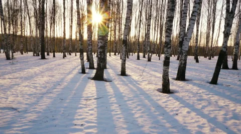 Sunset in the winter forest 스톡 동영상 68515912