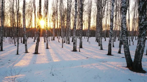 Sunset in the winter forest 스톡 동영상 68515992