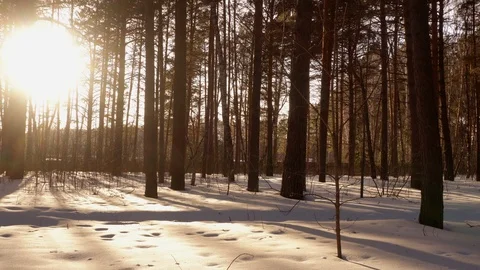Sunset in the winter forest Stock Footage 126168897