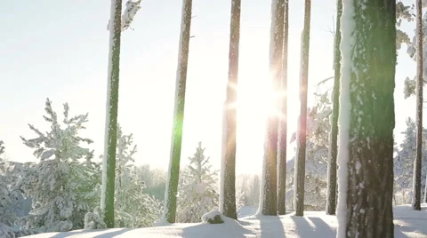 Sunset in winter forest, Light leaks Stock Footage 57383654