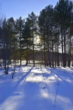 Sunset in the winter forest. The low-lying sun shines through the tree trunks Stock Photos