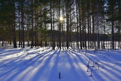 Sunset in the winter forest. The low-lying sun shines through the tree trunks Stock Photos