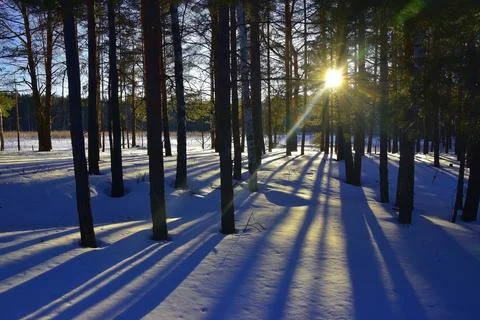Sunset in the winter forest. The low-lying sun shines through the tree trunks Stock Photos