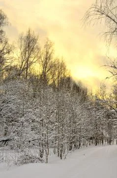 Sunset in the winter forest Stock Photos