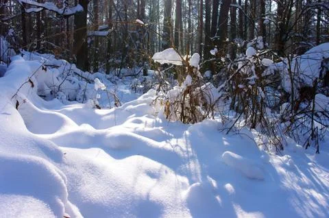 Sunset in a winter forest. Foto stock