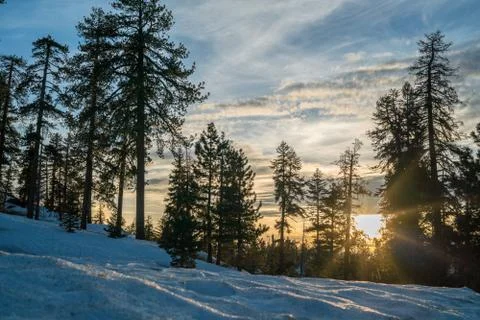 Sunset in winter forest. Stock Photos