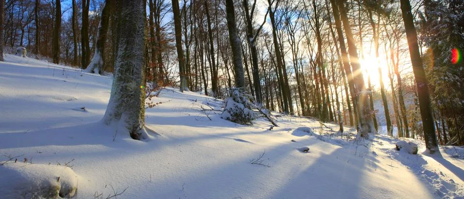Sunset in a winter forest. Stock Photos