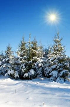 Sunset in winter forest. Stock Photos