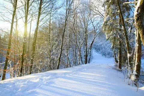 Sunset in a winter forest. Foto stock