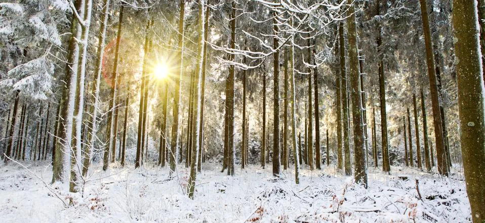 Sunset in winter forest. Stock Photos