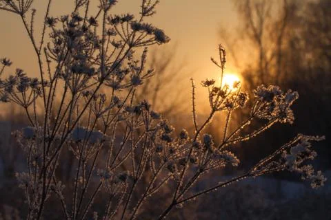 Sunset in winter forest Stock Photos