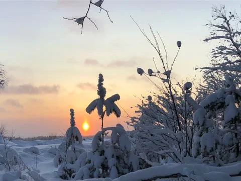 Sunset in winter forest Stock Photos