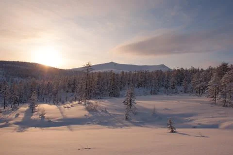 Sunset in the winter forest Stock Photos