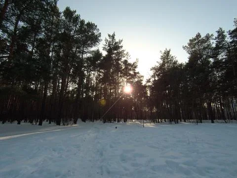 Sunset in the winter forest Stock Photos