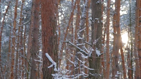 Sunset in the winter forest. The rays of the sun break through the winter forest Stock Footage 309010850