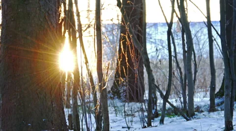 Sunset in Winter Forest, Shot with Slider Stock Footage 50539066