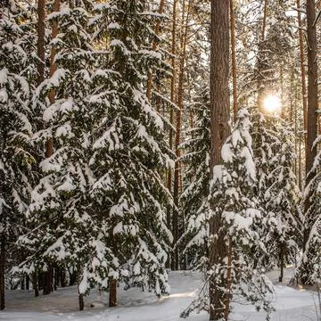 Sunset in the winter forest. Spruce and pine trees covered with fresh snow on Stock Photos