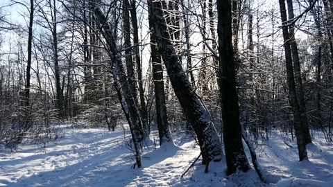 Sunset In Winter Forest. Sun Shine Through Tree Branches Covered With Snow Stock Footage 70199229