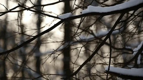 Sunset In Winter Forest. Sun Shine Through Tree Branches Covered With Snow Vídeo Stock 72005194