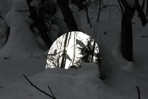 Sunset in the winter forest. The sun through the trees. Stock Photos