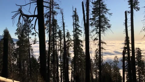 Sunset in the winter forest. View through the trees to the mist. Stock Footage 211194148