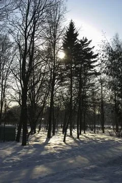 Sunset in the winter forest. Winter landscape with trees and snow Stock Photos