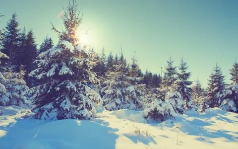 Sunset in winter forest. Winter trees in german forest . Stock Photos