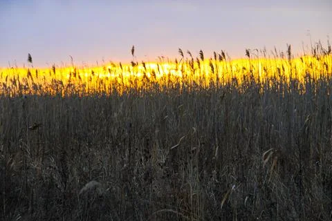 Sunset on the winter meadow Stock Photos