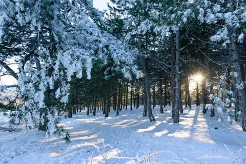Sunset in winter pine wood between trees Stock Photos
