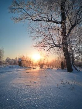 Sunset in winter by the tree Foto stock