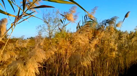 Sunset winty Stock Footage 33801567