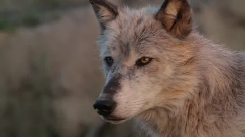 Sunset wolf Stock Footage 21887908