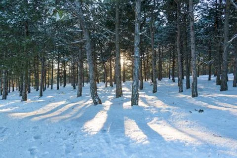 Sunset in the wood between pine trees strains in winter period Fotos de archivo