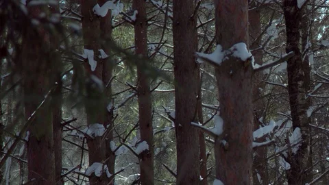Sunset in the wood between the trees strains in winter period Stock Footage 88333788