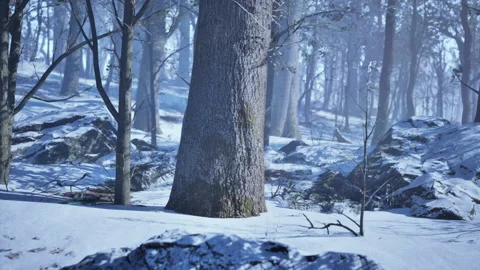 Sunset in the wood between the trees strains in winter period Stock Footage 237607879