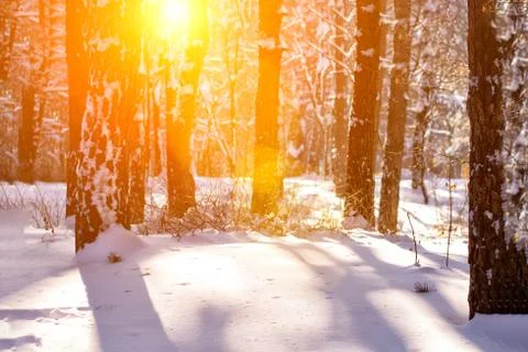 Sunset in the wood between the trees strains in winter period. beautiful wint Stock Photos