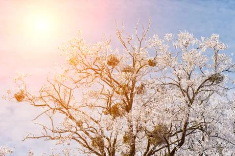 Sunset in the wood between the trees strains in winter period. Beautiful ice  Stock Photos