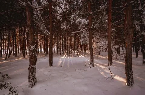 Sunset in the wood between the trees strains in winter period Stock-Fotos