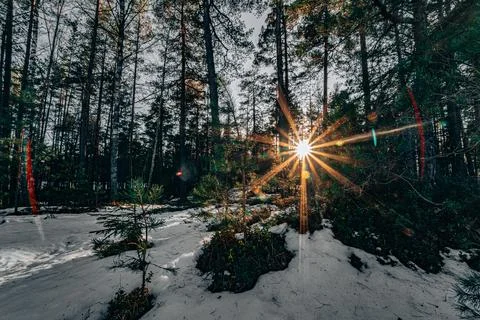 Sunset in the wood between the trees strains in winter period Foto stock
