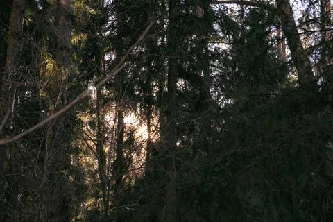 Sunset in the wood between the trees strains in spring period Stock Photos