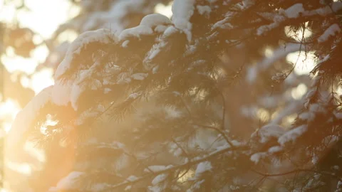 Sunset in the wood between the trees in winter Stock Footage 87770692