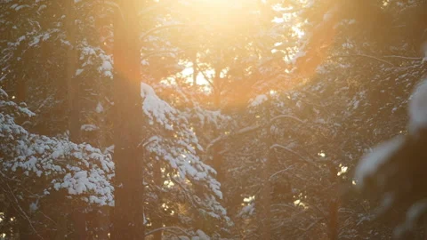 Sunset in the wood between the trees in winter Stock Footage 87770710
