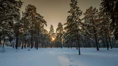 Sunset in the wood between the trees in winter Stock Footage 87770740