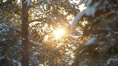 Sunset in the wood between the trees in winter Stock Footage 87770787