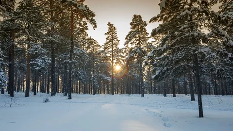 Sunset in the wood between the trees in winter Stock Footage 87770792